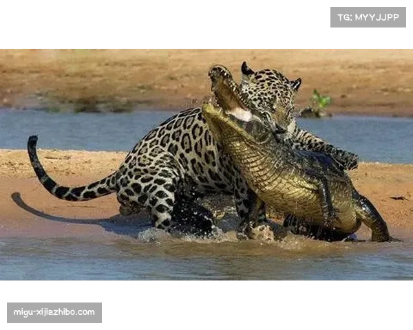 闪电不敌美洲虎 路面进攻仅推进42码成短板